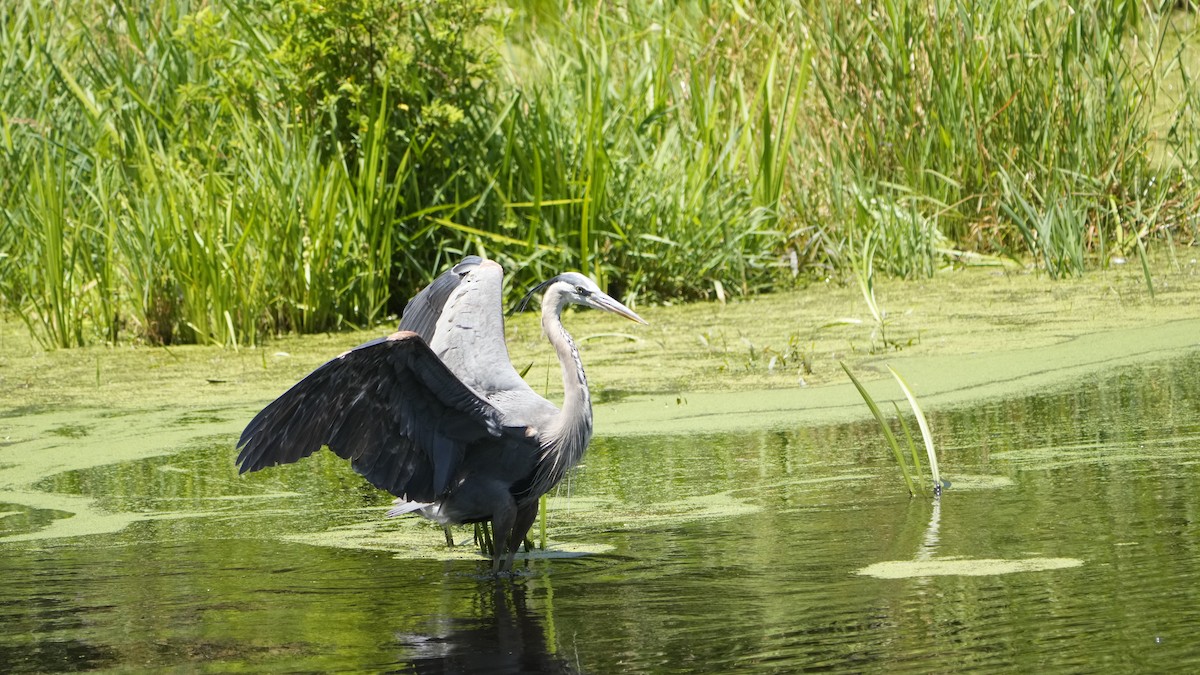 Great Blue Heron - Hunter Book