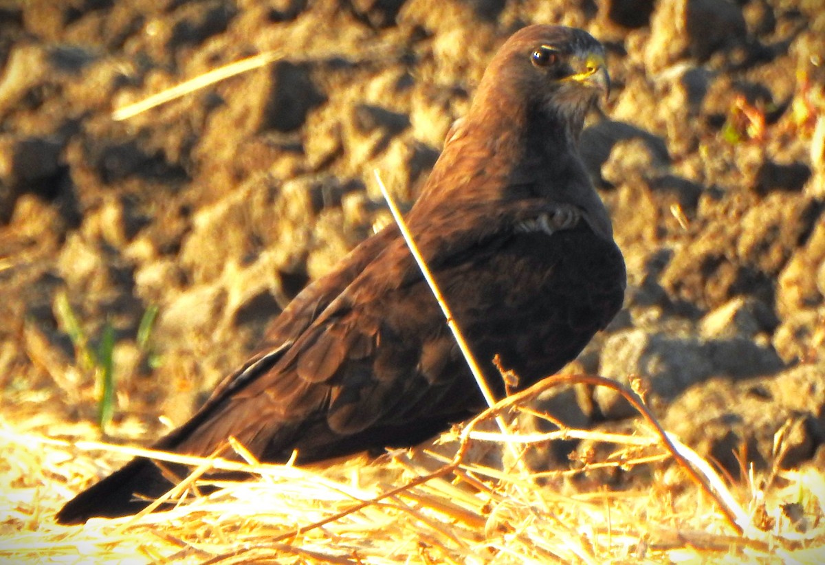 Swainson's Hawk - ML471389941