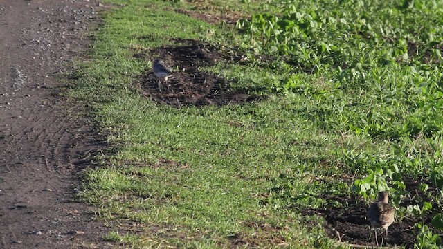 Black-bellied Plover - ML471390