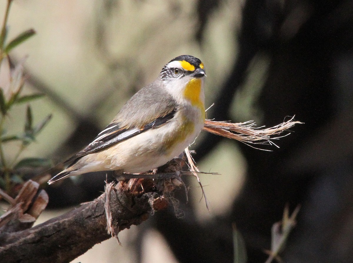 Striated Pardalote - Gypsy Stockley