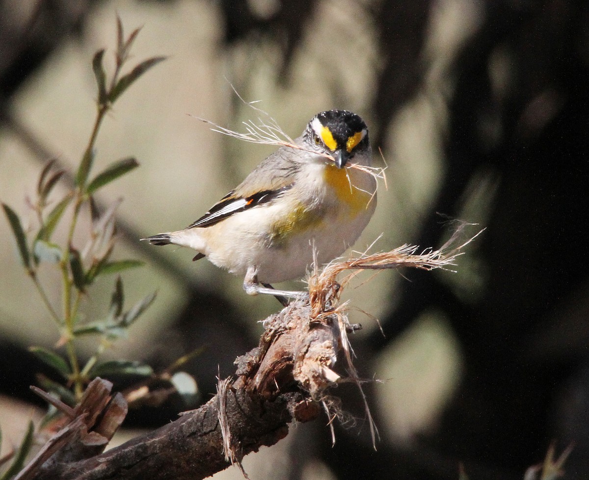 Striated Pardalote - Gypsy Stockley