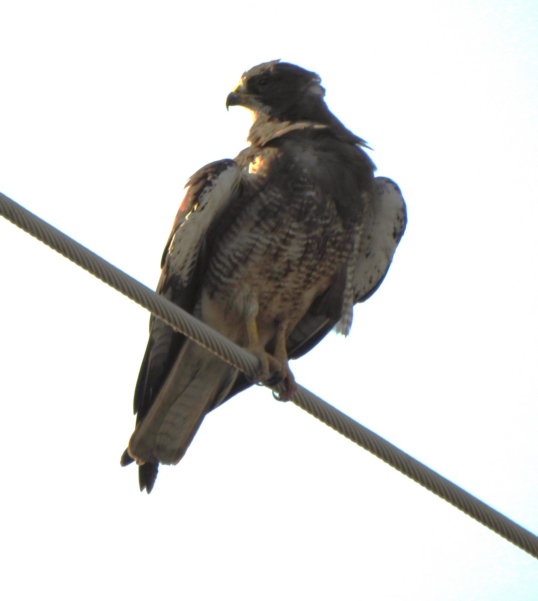 Swainson's Hawk - ML471390251