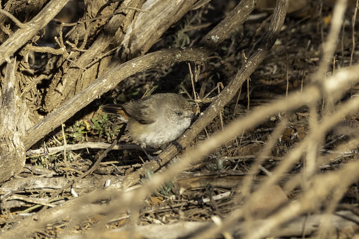 Chestnut-rumped Thornbill - Stuart Riley