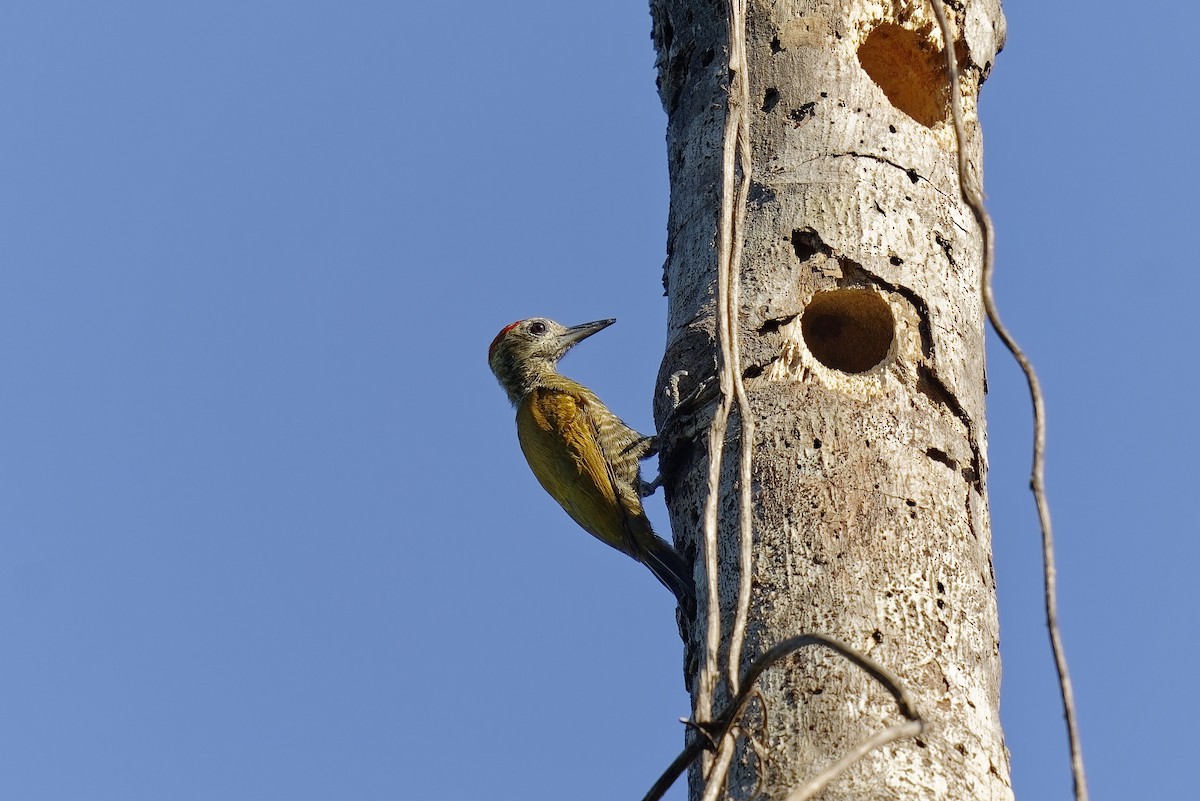 Little Woodpecker - ML471390681