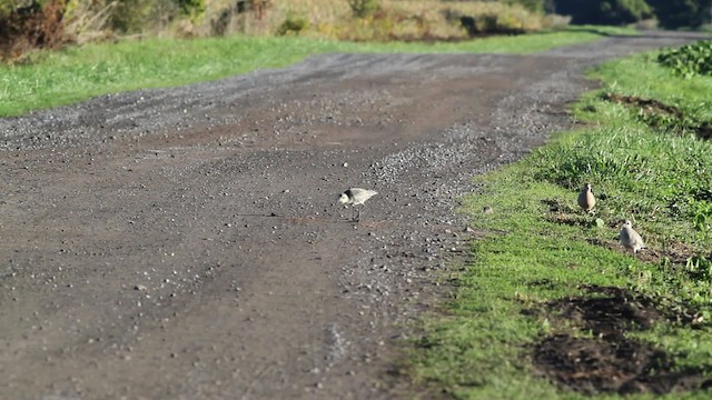 Black-bellied Plover - ML471391