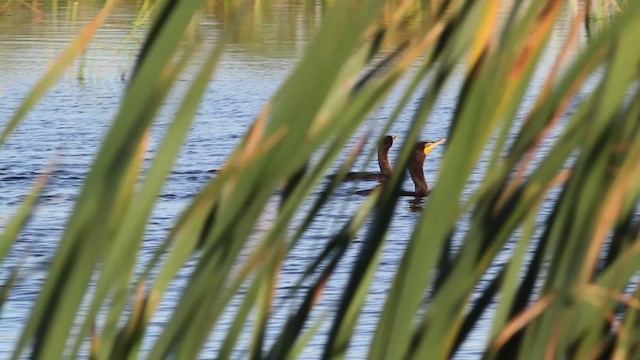 Double-crested Cormorant - ML471392