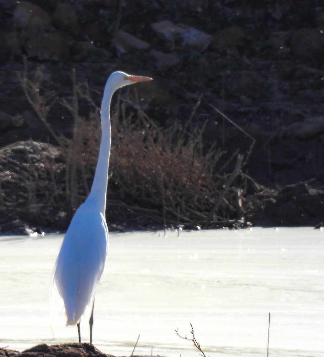 Great Egret - ML471392101