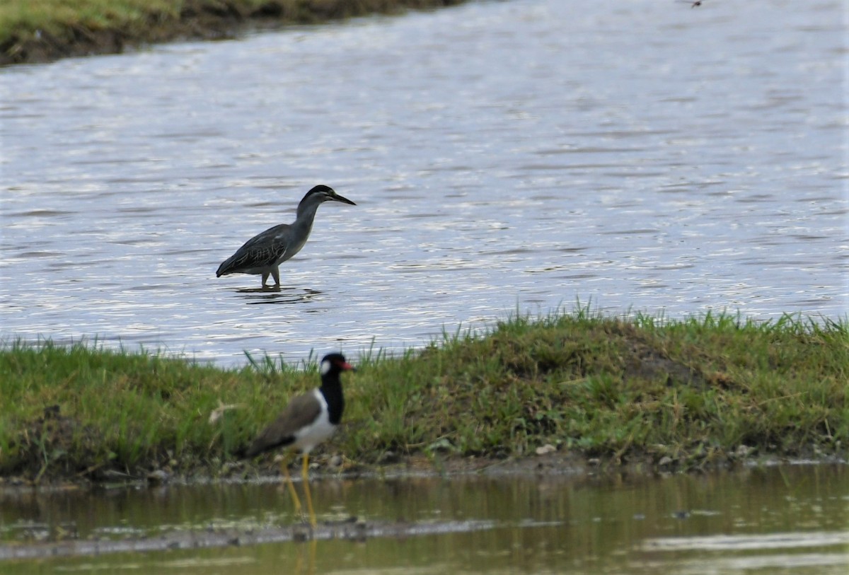 Striated Heron - ML471392361