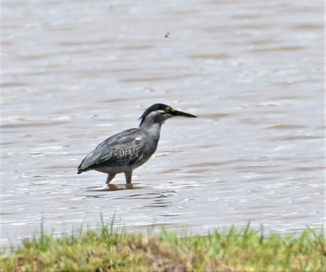 Striated Heron - ML471392371