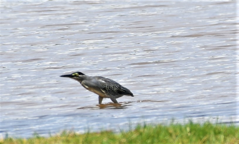 Striated Heron - ML471392381