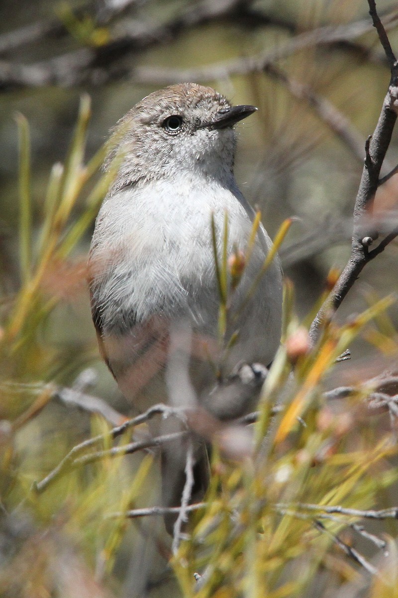 Chestnut-rumped Thornbill - ML471392461