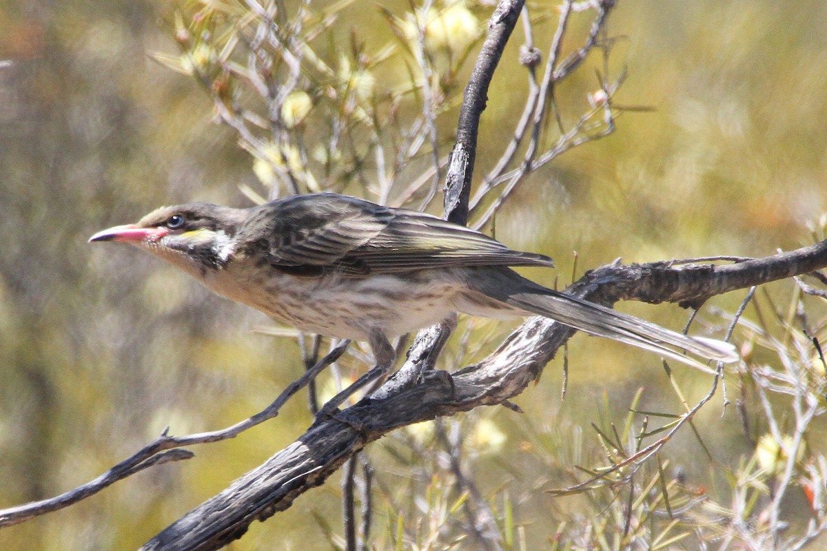 Spiny-cheeked Honeyeater - ML471392481