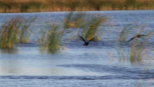 Cormorán Orejudo - ML471393