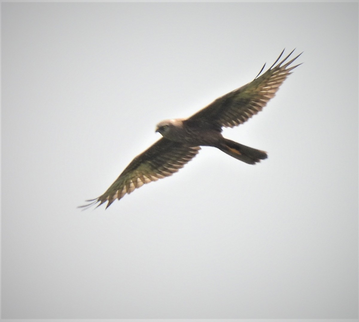 Pied Harrier - ML471393581