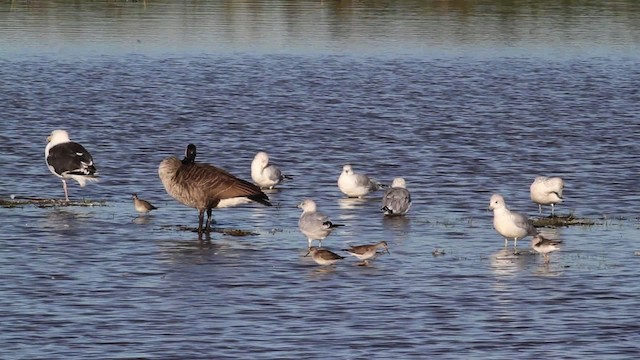 Lesser Yellowlegs - ML471394