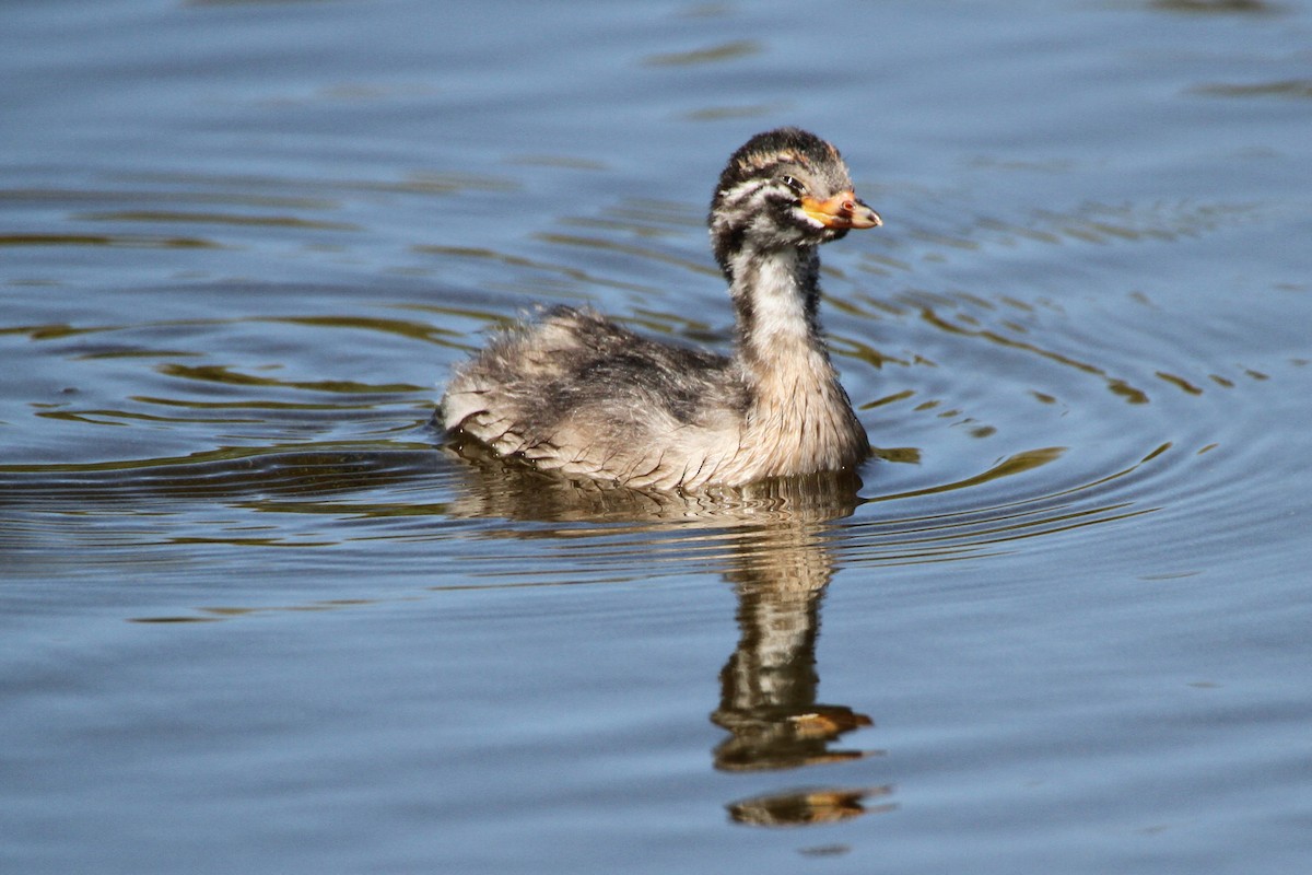 Australasian Grebe - ML471394371