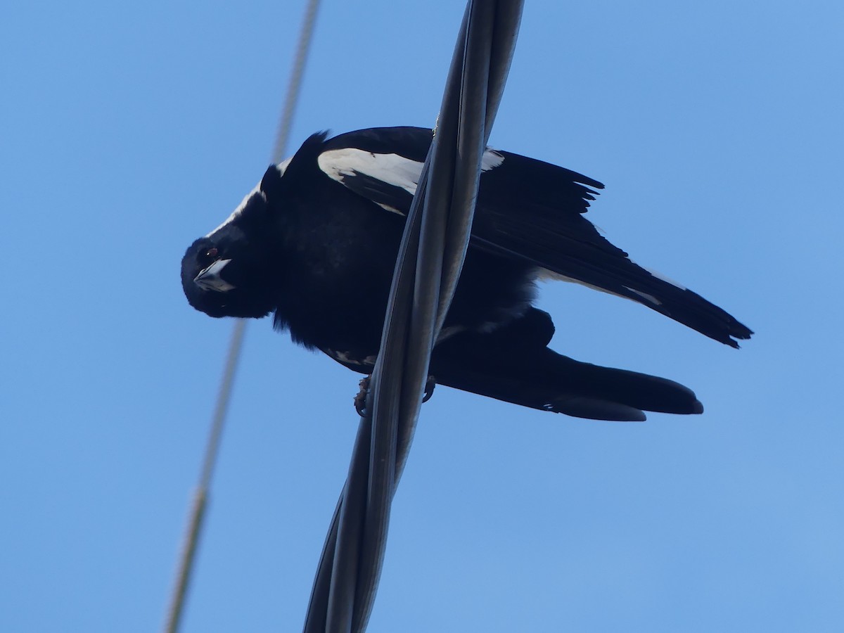 Australian Magpie (White-backed) - ML471394591
