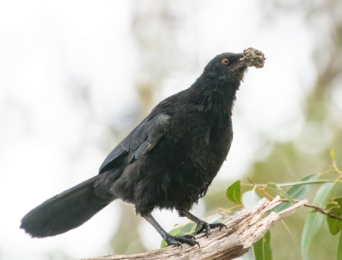 White-winged Chough - ML471394701