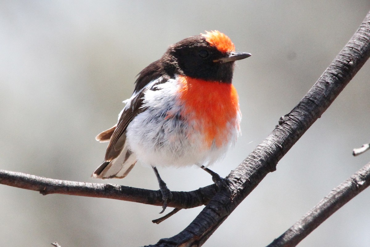 Red-capped Robin - ML471394721