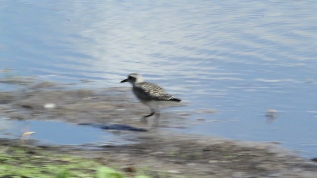 Black-bellied Plover - ML471395