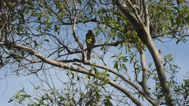 Brown Goshawk - ML471395451