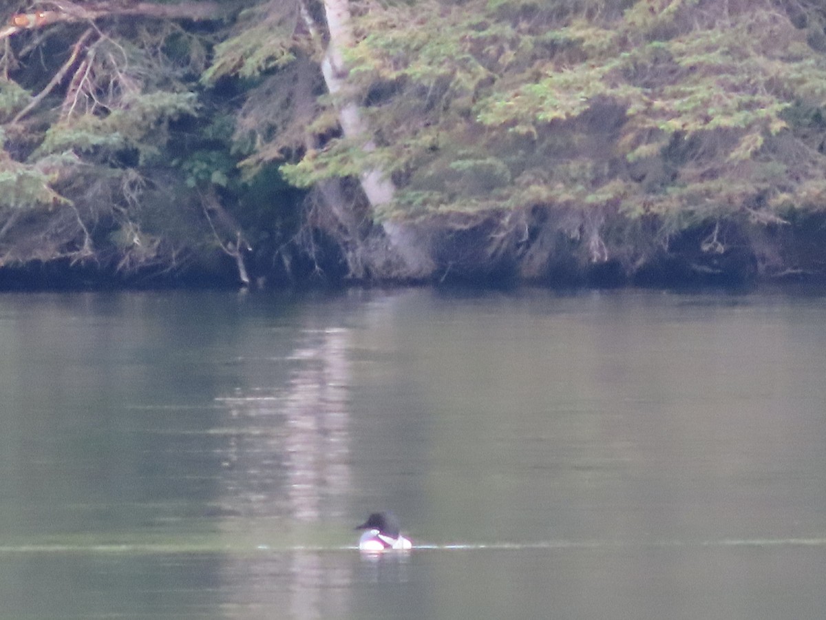 Common Loon - ML471395621