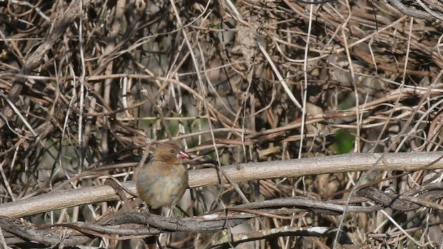 アサヒスズメ - ML471395651