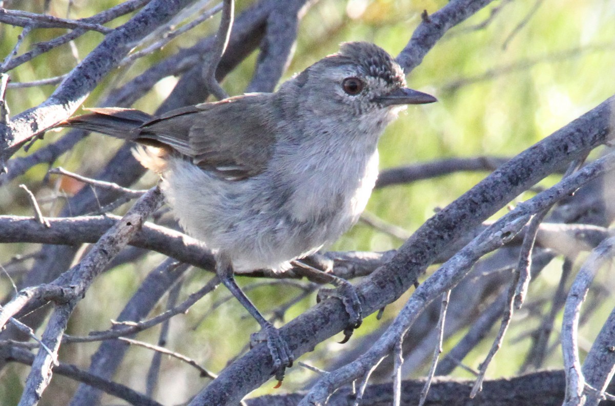 Redthroat - ML471395731
