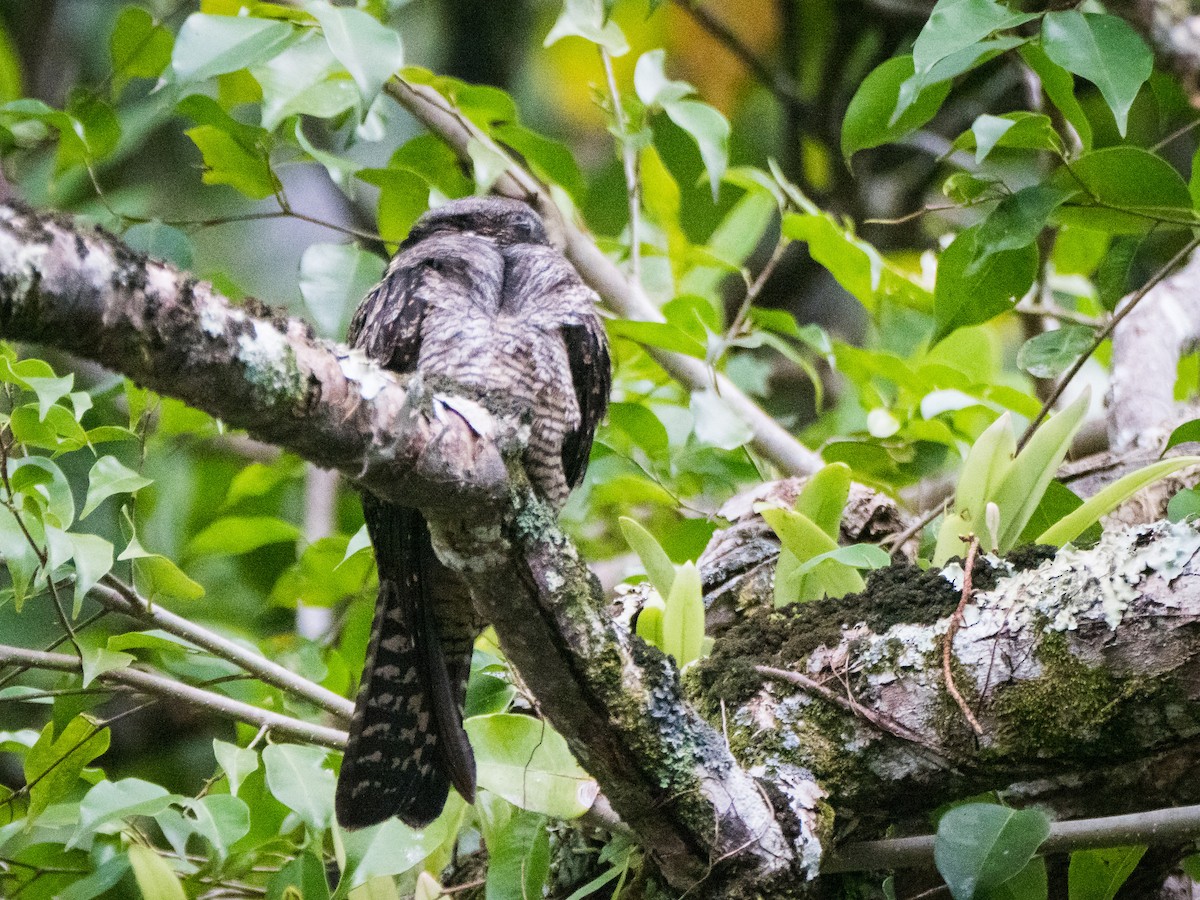 White-throated Nightjar - ML471396171