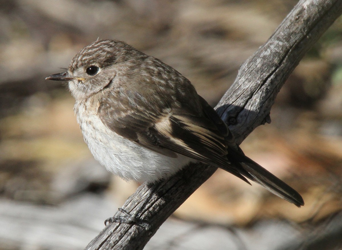 Red-capped Robin - ML471396551