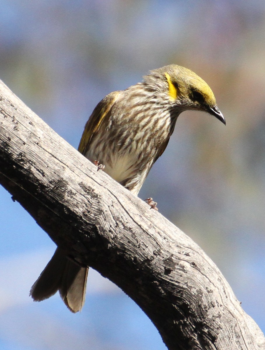 Yellow-plumed Honeyeater - ML471396831