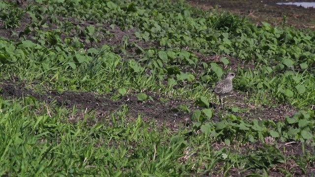 Black-bellied Plover - ML471397