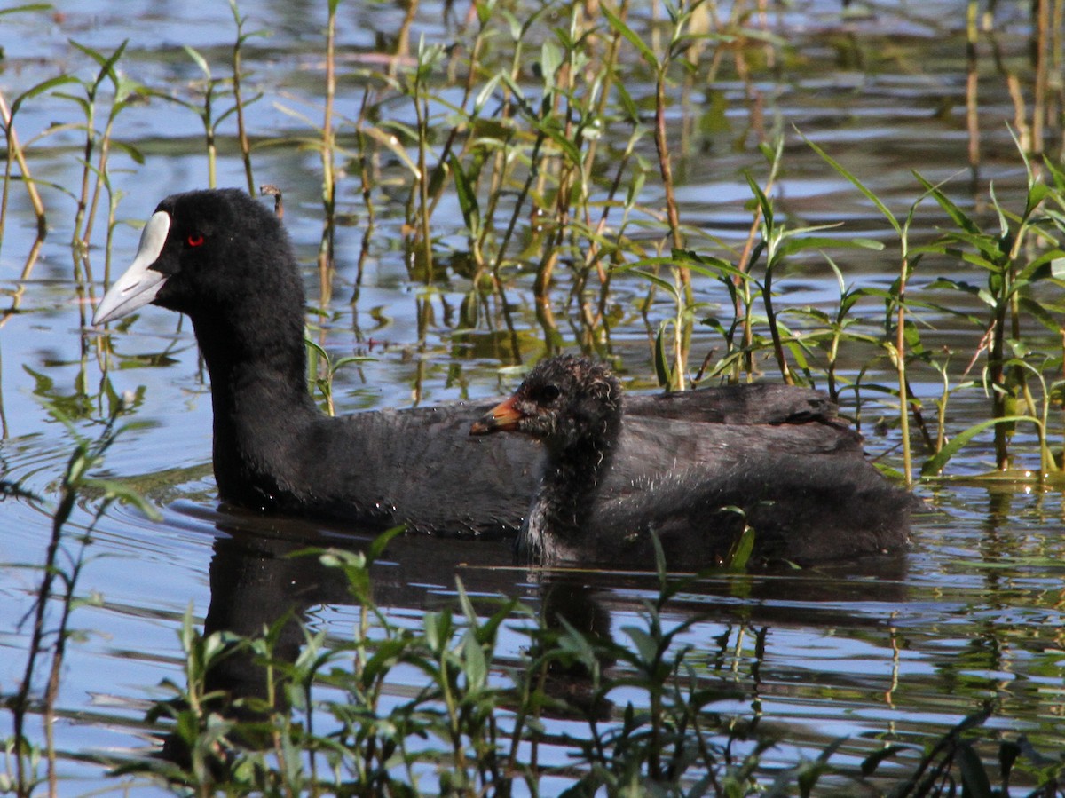 Eurasian Coot - ML471397001