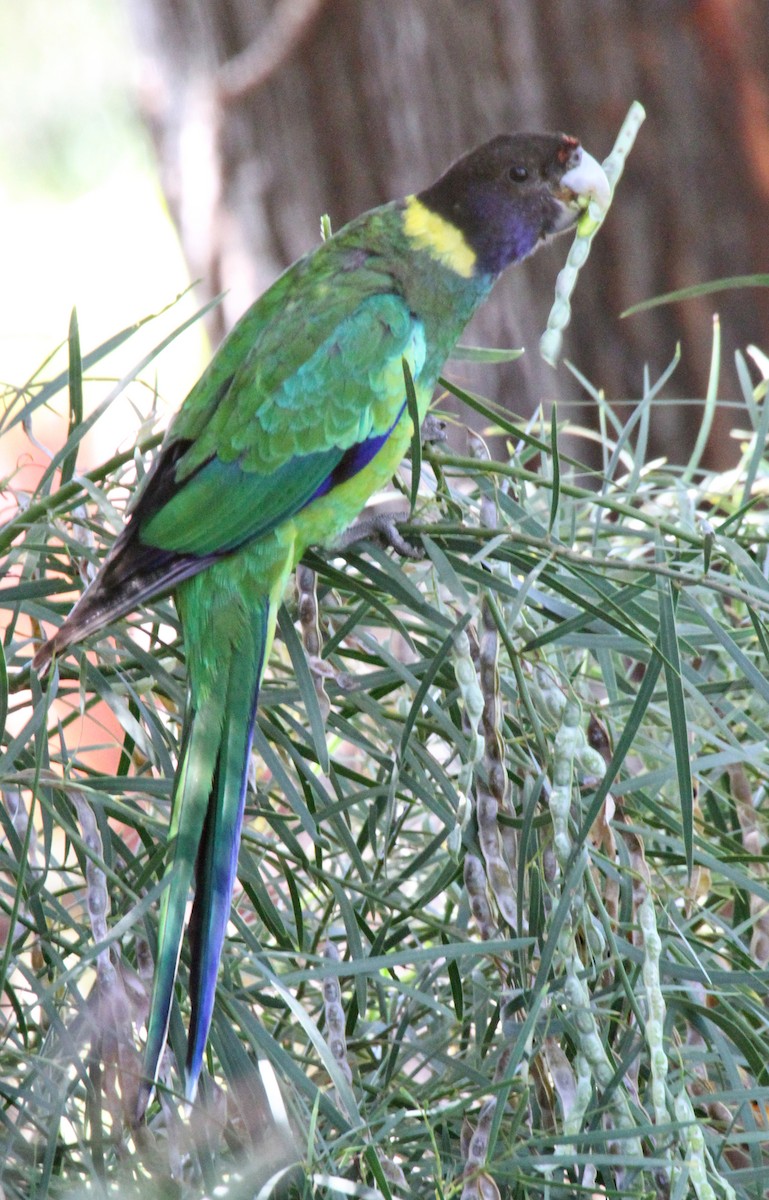 Australian Ringneck - ML471397031