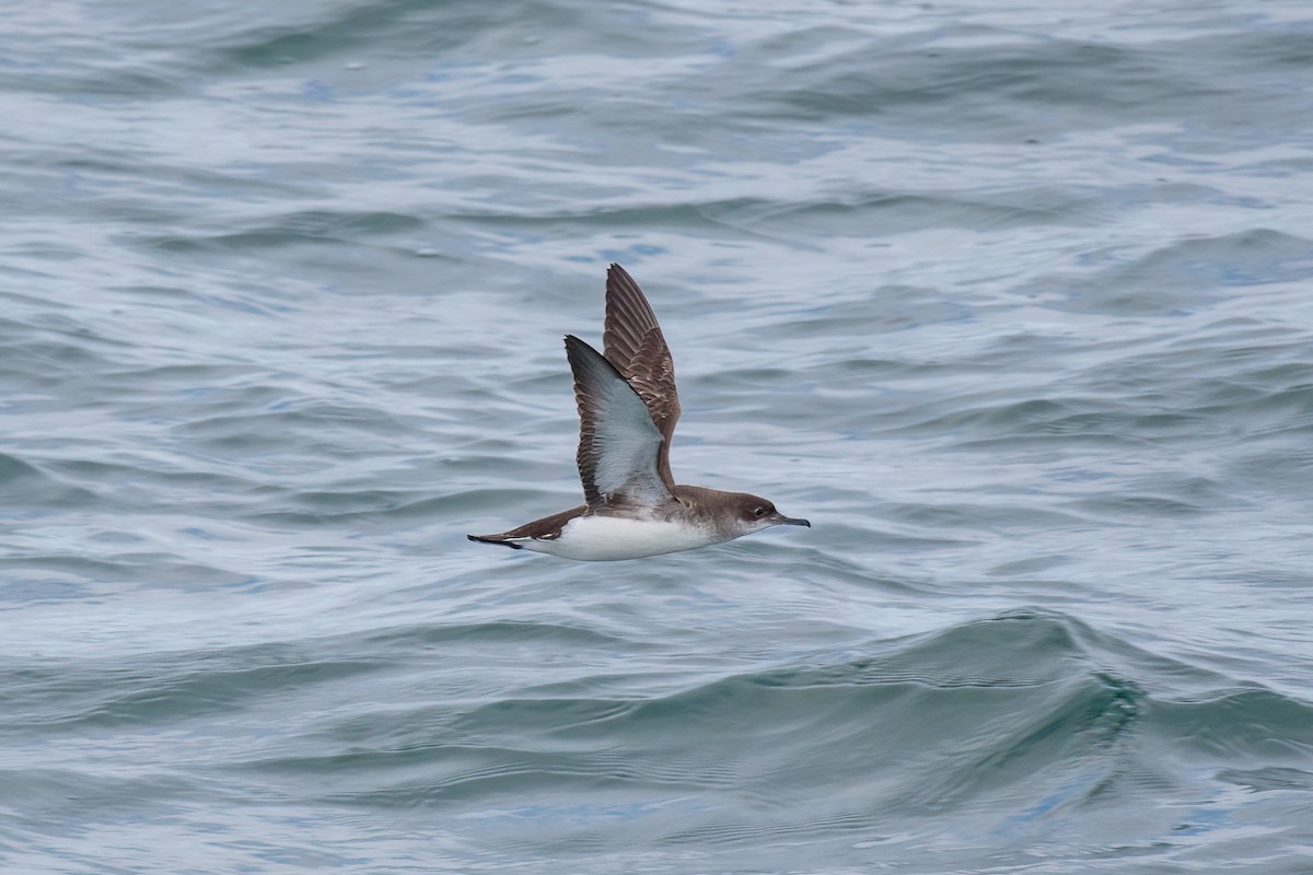 Fluttering Shearwater - ML471398471