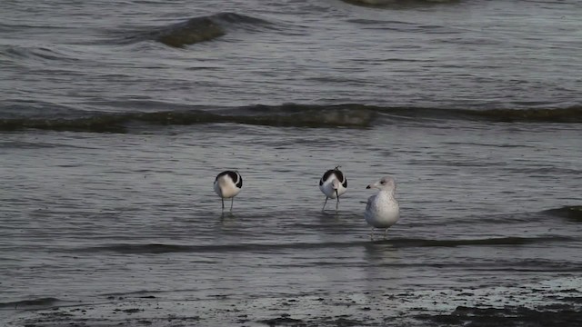 Avocette d'Amérique - ML471399