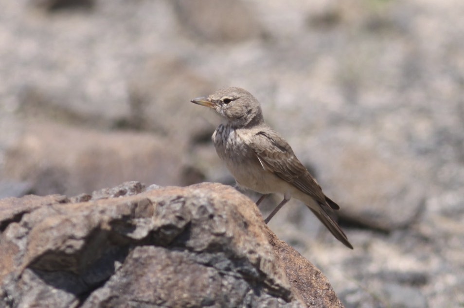 Desert Lark - ML47139931