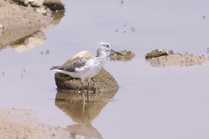 Common Greenshank - ML47139981