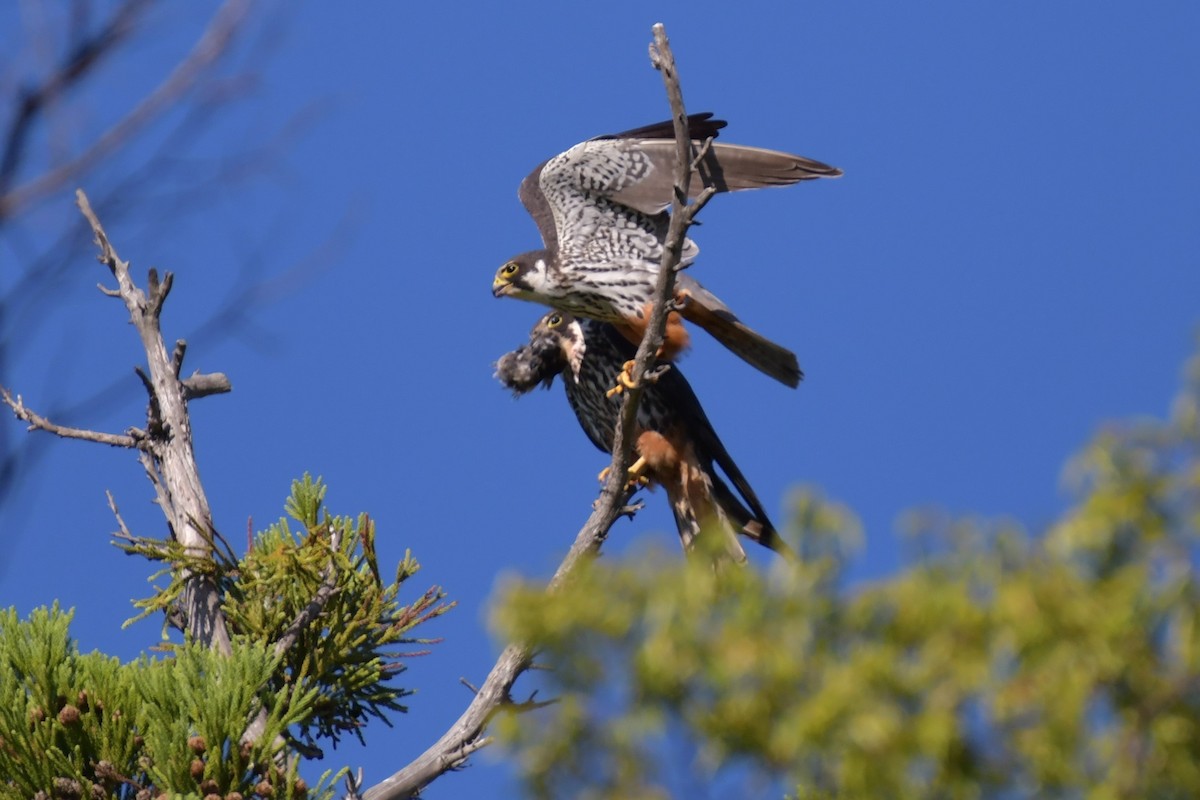 Eurasian Hobby - Hikawa Takeshi