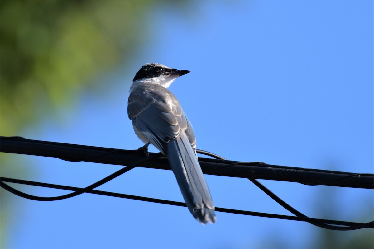 Azure-winged Magpie - ML471400361