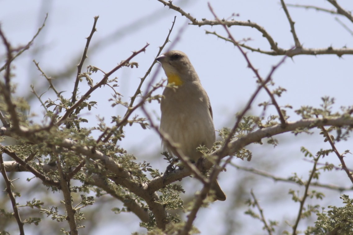 Yellow-throated Sparrow - Knut Hansen