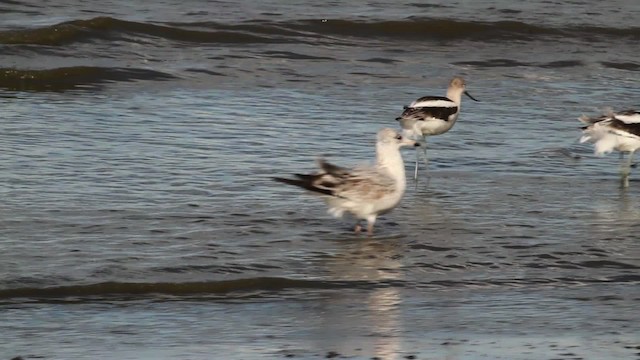 Avocette d'Amérique - ML471401