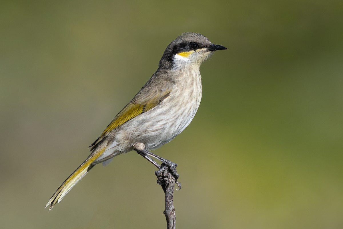 Singing Honeyeater - Terence Alexander