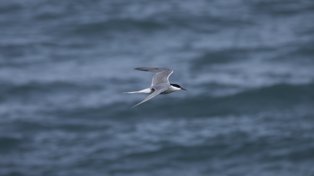 Common Tern (hirundo/tibetana) - ML471401651