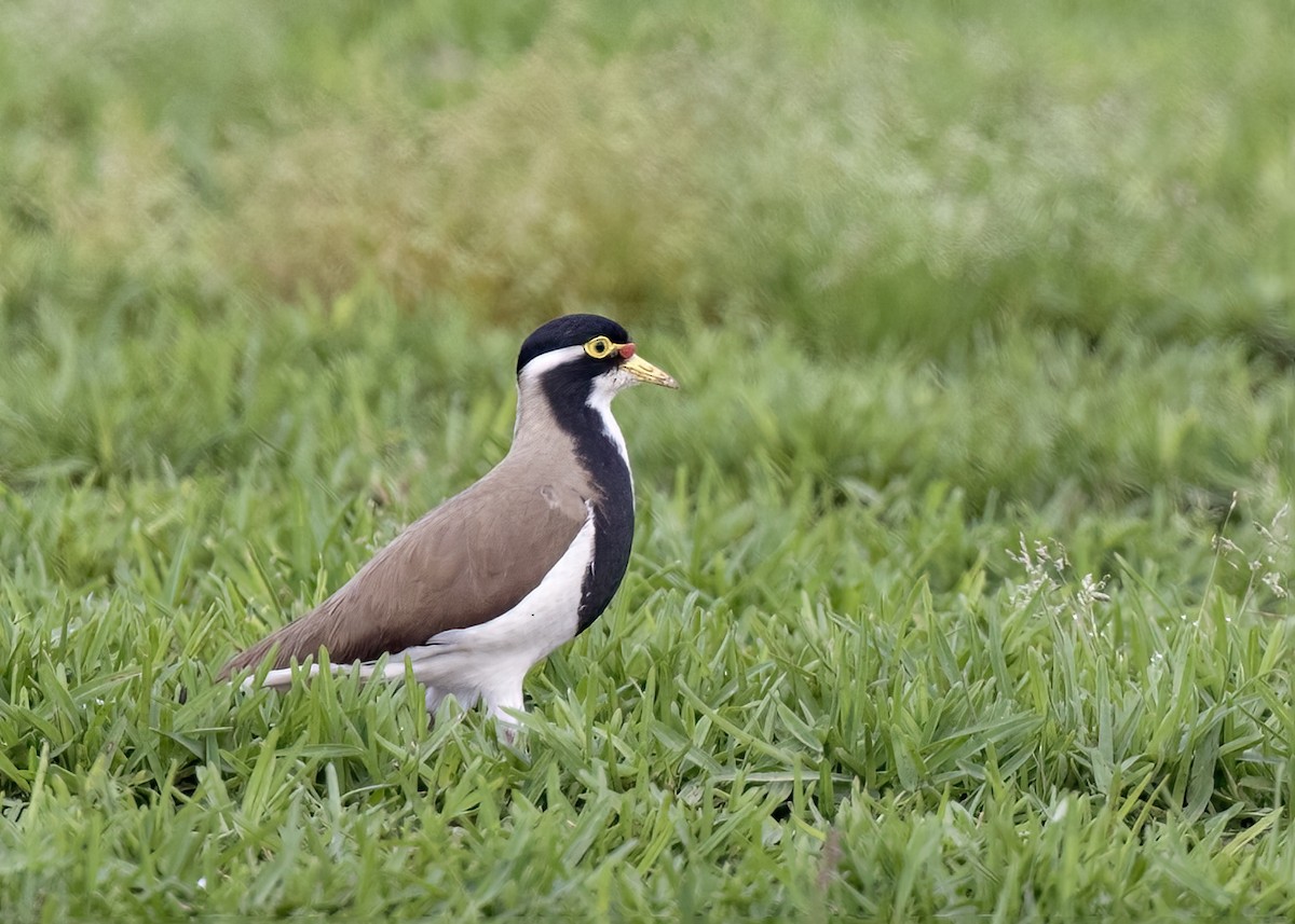 Banded Lapwing - Bruce Ward-Smith