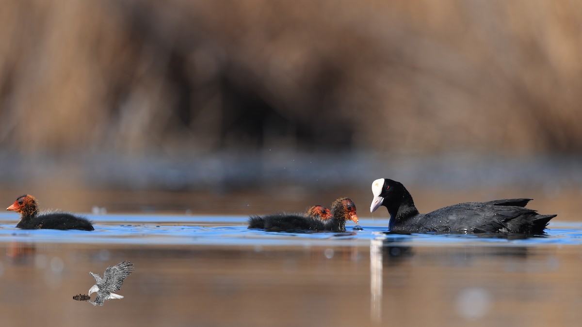 Eurasian Coot - ML471402211
