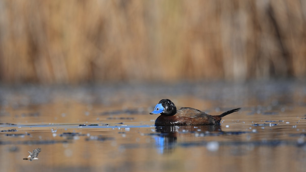 White-headed Duck - ML471402241