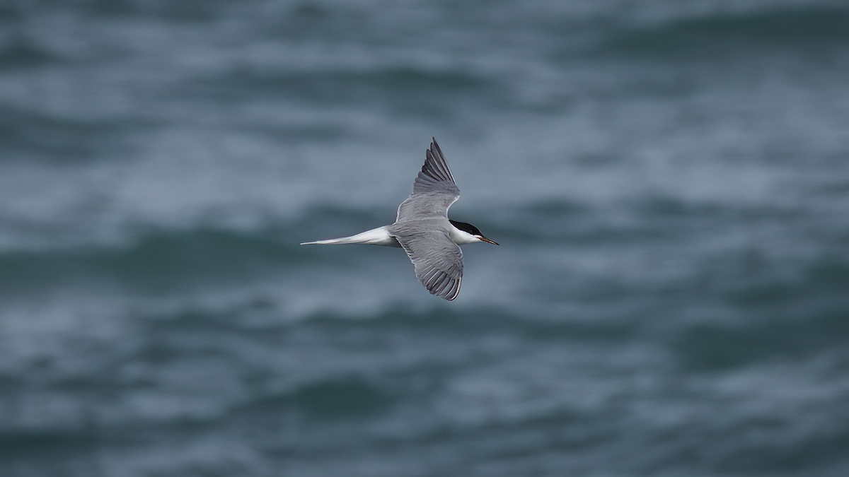 Common Tern (hirundo/tibetana) - ML471402431