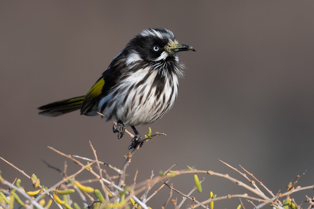 New Holland Honeyeater - ML471402451