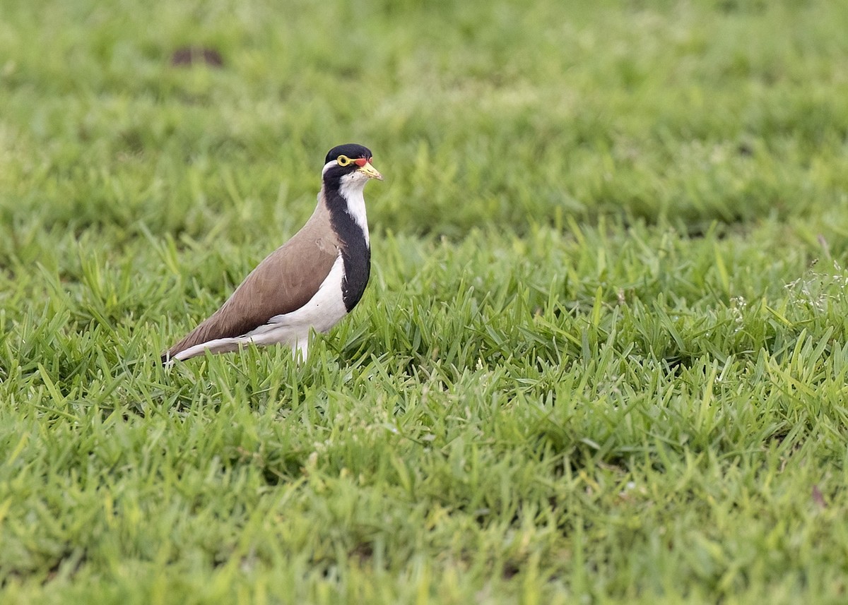 Banded Lapwing - Bruce Ward-Smith